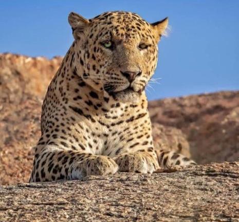 The Bagheera Bagh Jawai Hotel Bera Bagian luar foto