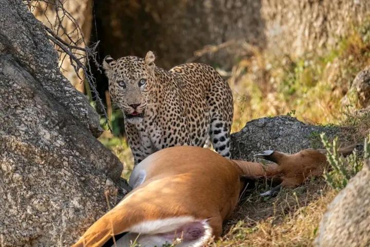 The Bagheera Bagh Jawai Hotel Bera Bagian luar foto