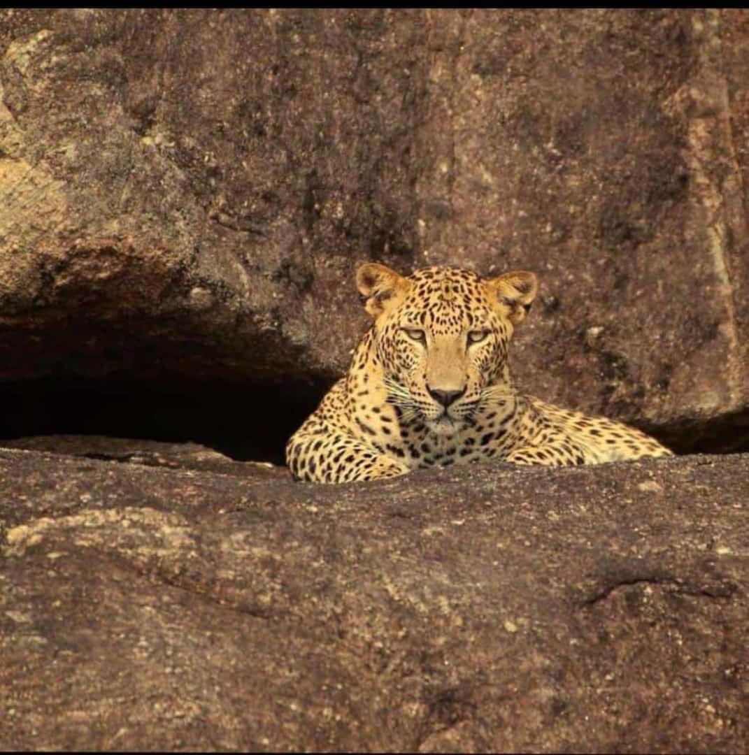 The Bagheera Bagh Jawai Hotel Bera Bagian luar foto